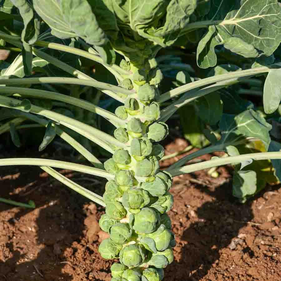 Choux de Bruxelles Jade Cross HF1 | Productif & précoce | Vilmorin